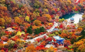 내장산 케이블카 단풍 여행, 우화정·단풍터널 잇는 늦가을 코스 내장산 가을 산자락 아래 우화정 연못과 케이블카 시설 전경