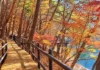 속리산 세조길 가을 산책, 물가 데크 따라 걷고 법주사 국보까지 가을 나무와 물가 사이로 이어지는 속리산 세조길 목재 데크