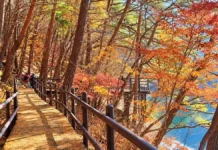 속리산 세조길 가을 산책, 물가 데크 따라 걷고 법주사 국보까지 가을 나무와 물가 사이로 이어지는 속리산 세조길 목재 데크