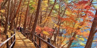 속리산 세조길 가을 산책, 물가 데크 따라 걷고 법주사 국보까지 가을 나무와 물가 사이로 이어지는 속리산 세조길 목재 데크