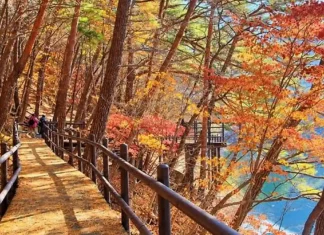 속리산 세조길 가을 산책, 물가 데크 따라 걷고 법주사 국보까지 가을 나무와 물가 사이로 이어지는 속리산 세조길 목재 데크