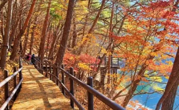 속리산 세조길 가을 산책, 물가 데크 따라 걷고 법주사 국보까지 가을 나무와 물가 사이로 이어지는 속리산 세조길 목재 데크