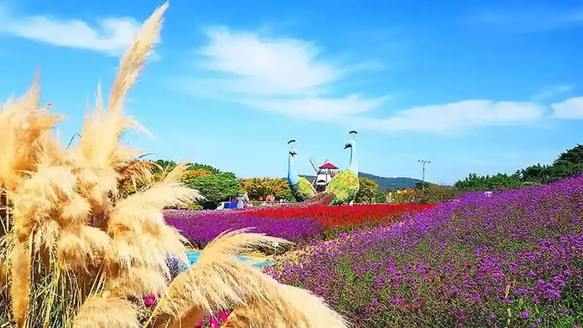 팜파스와 보라색 꽃밭이 어우러진 태안 가을꽃박람회