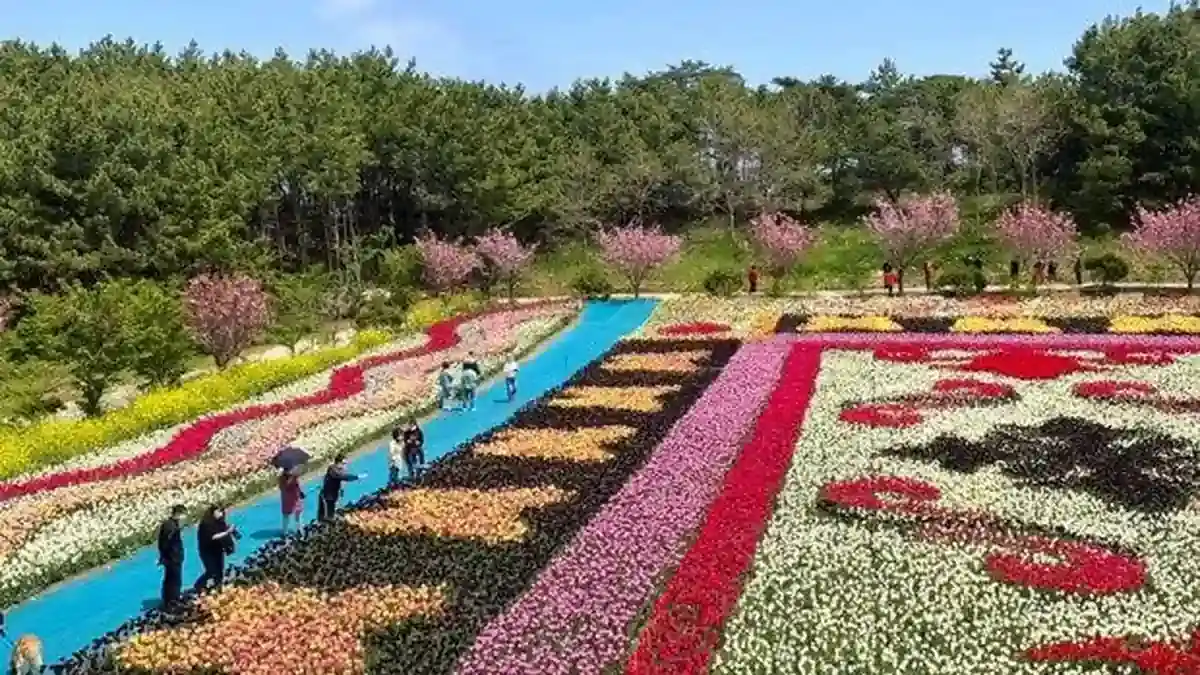 여러 색 꽃으로 꾸민 태안 가을꽃박람회 대형 화단