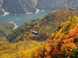 표고 2400m 물들인 붉은 융단… 하늘길 직항으로 연 ‘일본의 지붕’ 푸른 구로베 호수와 붉고 노랗게 물든 북알프스 산림 위를 지나가는 다테야마 로프웨이 전경