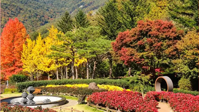 wanju-daea-autumn-garden 붉고 노란 단풍과 침엽수가 어우러진 완주 대아수목원 정원
