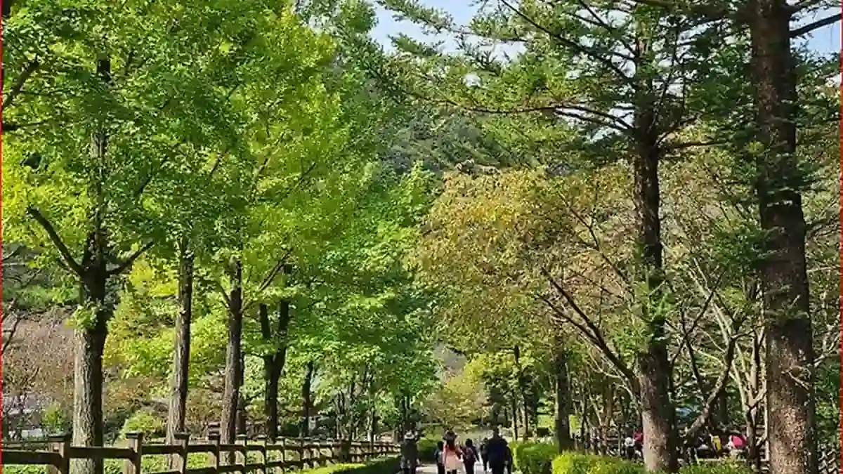 나무가 늘어선 대아수목원 관람로를 걷는 방문객들