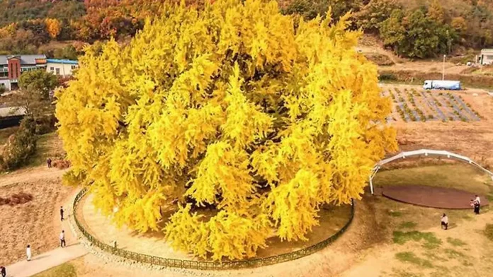 넓게 펼쳐진 노란 수관을 위에서 바라본 원주 반계리 은행나무