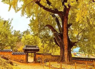 밀양 금시당 은행나무, 460여 년 고목이 물들이는 강변 정원… 관람·주차 무료 노란 은행잎과 굵은 줄기 아래 금시당 돌담과 작은 문