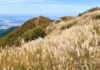 오서산 억새, 해발 790m 능선에서 서해를 만나다… 가을 산행 코스와 이용정보 오서산 능선을 덮은 은빛 억새와 산 아래 들판