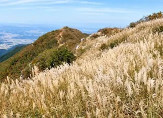 오서산 억새, 해발 790m 능선에서 서해를 만나다… 가을 산행 코스와 이용정보 오서산 능선을 덮은 은빛 억새와 산 아래 들판