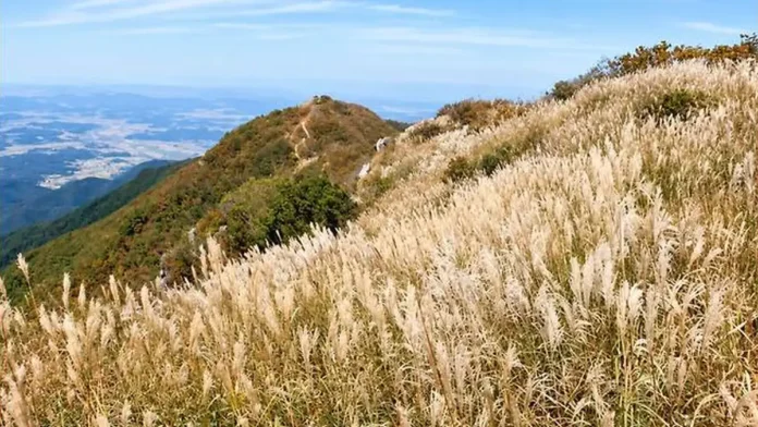 oseosan-silver-grass-ridge 오서산 능선을 덮은 은빛 억새와 산 아래 들판